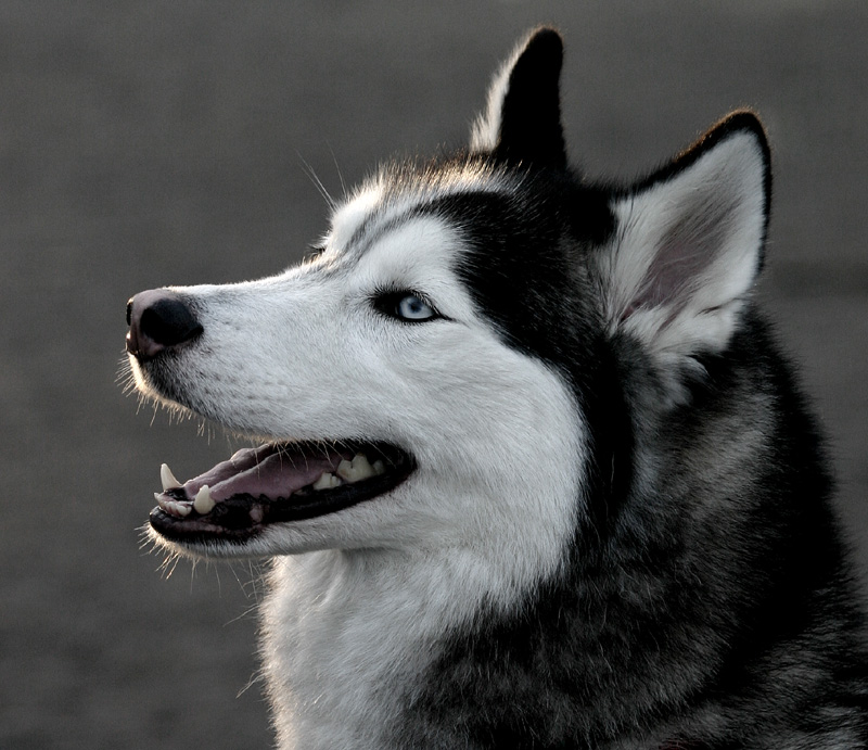 Sibi sk Husky Plemena Ps 