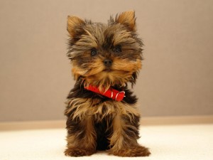 Yorkšírský teriér (Jorkšírský teriér, Yorkshire Terrier)