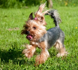 Yorkšírský teriér (Jorkšírský teriér, Yorkshire Terrier)