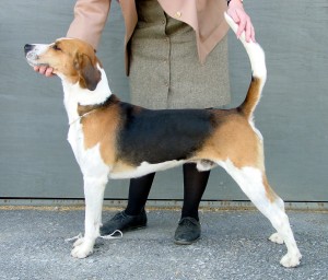 Foxhound